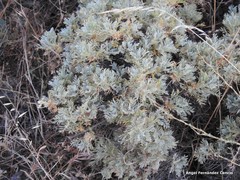 Astragalus granatensis