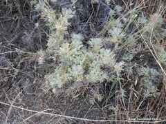 Astragalus granatensis