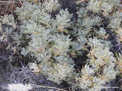 Astragalus granatensis