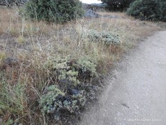 Astragalus granatensis
