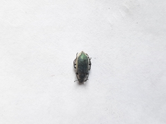 Chlorophanus viridis