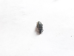 Chlorophanus viridis