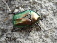 Protaetia cuprea brancoi