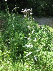 Cirsium arvense