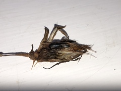 Tephritis vespertina