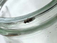 Tephritis vespertina