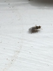 Tephritis vespertina