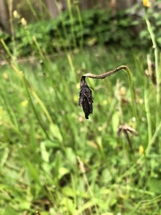 Tephritis vespertina