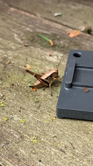 Pholidoptera griseoaptera