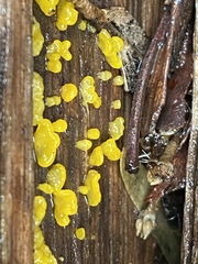 Heterotextus miltinus