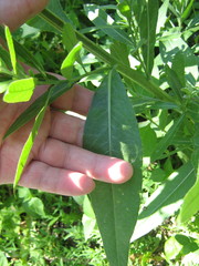 Cirsium arvense