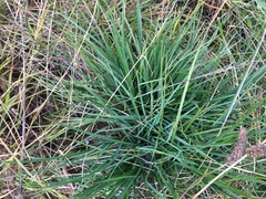 Caesia calliantha