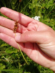 Carex muricata