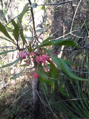 Grevillea oleoides