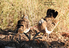 Geophaps scripta
