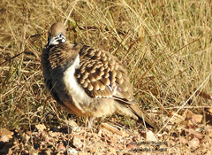 Geophaps scripta