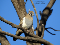 Geophaps scripta