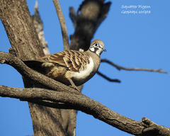 Geophaps scripta