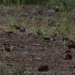 Motacilla cinerea cinerea
