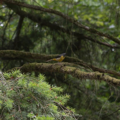 Motacilla cinerea cinerea