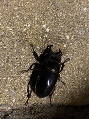 Lucanus barbarossa