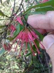 Grevillea oleoides