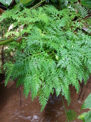 Selaginella versicolor