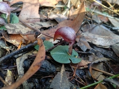 Corybas aconitiflorus
