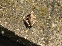 Rana temporaria