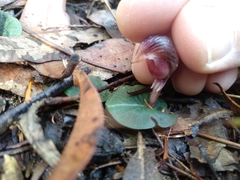 Corybas aconitiflorus