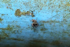 Simaethina