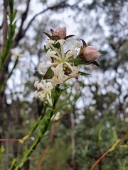 Pimelea linifolia linifolia
