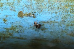 Simaethina