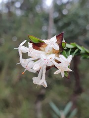 Pimelea linifolia linifolia