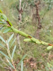 Pimelea linifolia linifolia