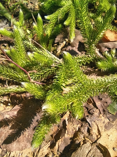 Lycopode en massue (Lycopodium clavatum) — photo 1