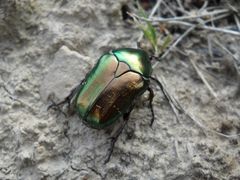 Protaetia cuprea brancoi
