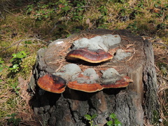 Fomitopsis pinicola