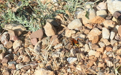 Cryptocheilus annulatus