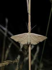 Idaea rufaria