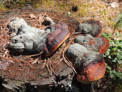 Fomitopsis pinicola