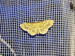 Idaea moniliata