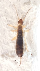 Forficula auricularia