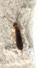 Forficula auricularia