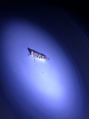 Dissosteira spurcata