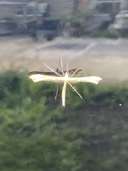 Pterophorus pentadactyla