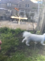 Pterophorus pentadactyla