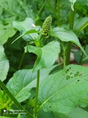 Ambrosia trifida