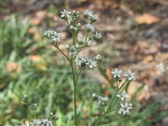 Gypsophila fastigiata