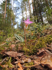 Calypso bulbosa bulbosa